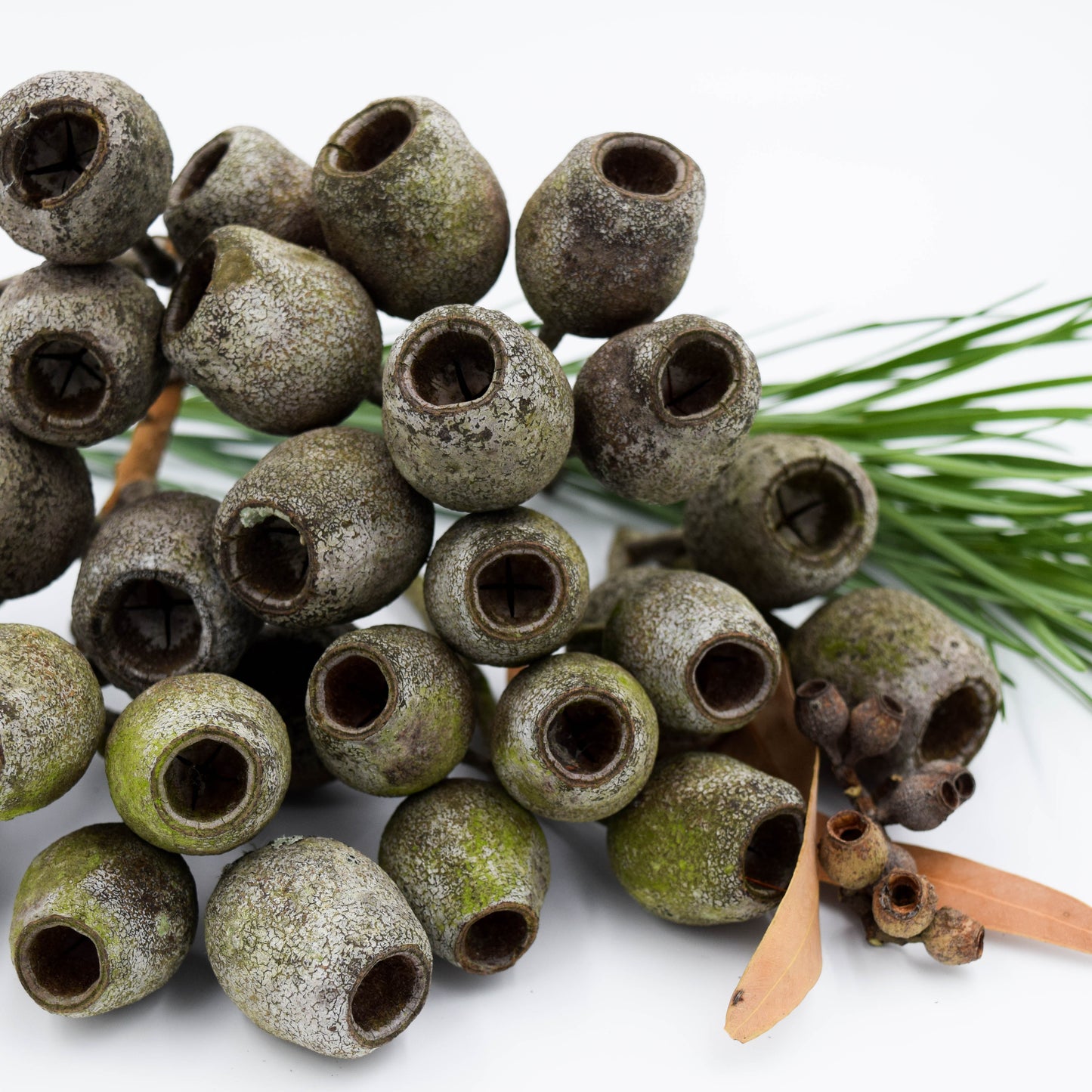 Large Australian gumnuts