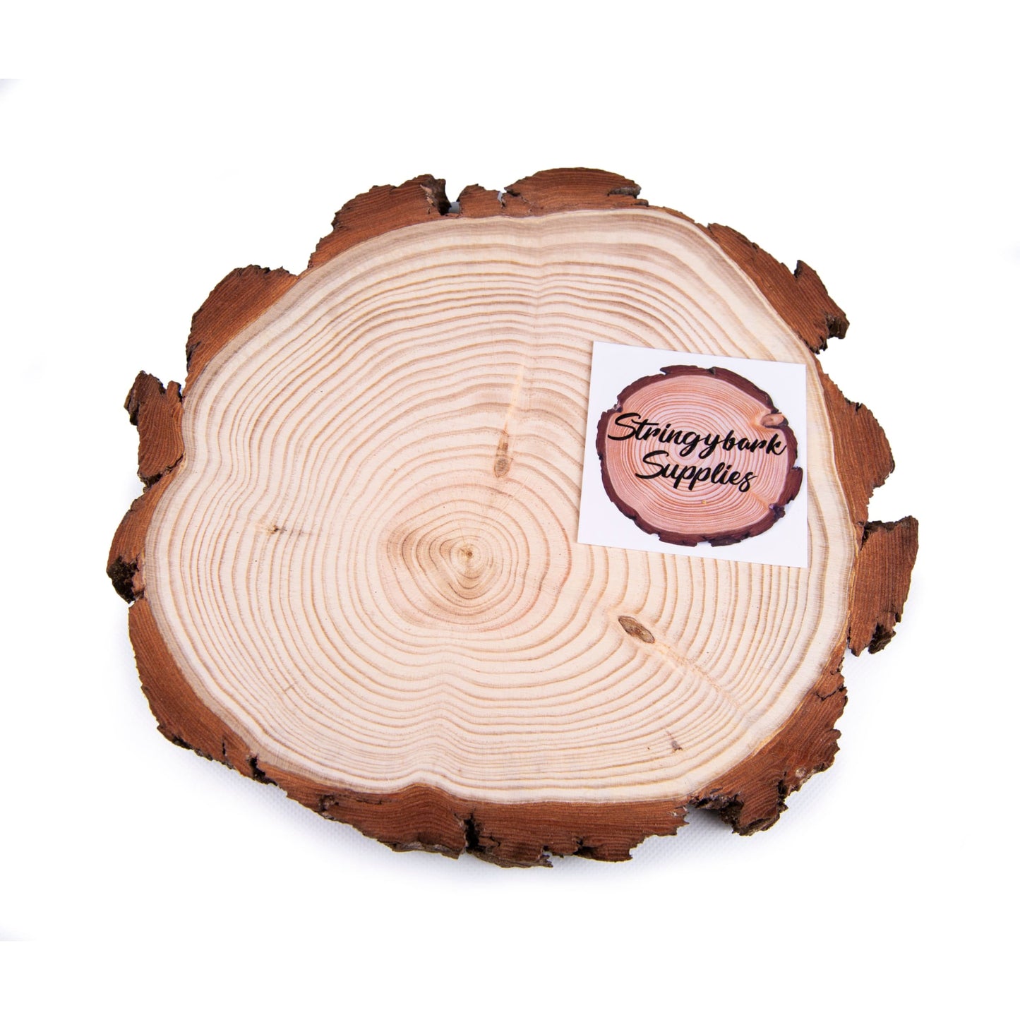 Pine Wood Slices - Sanded - Large wood slices