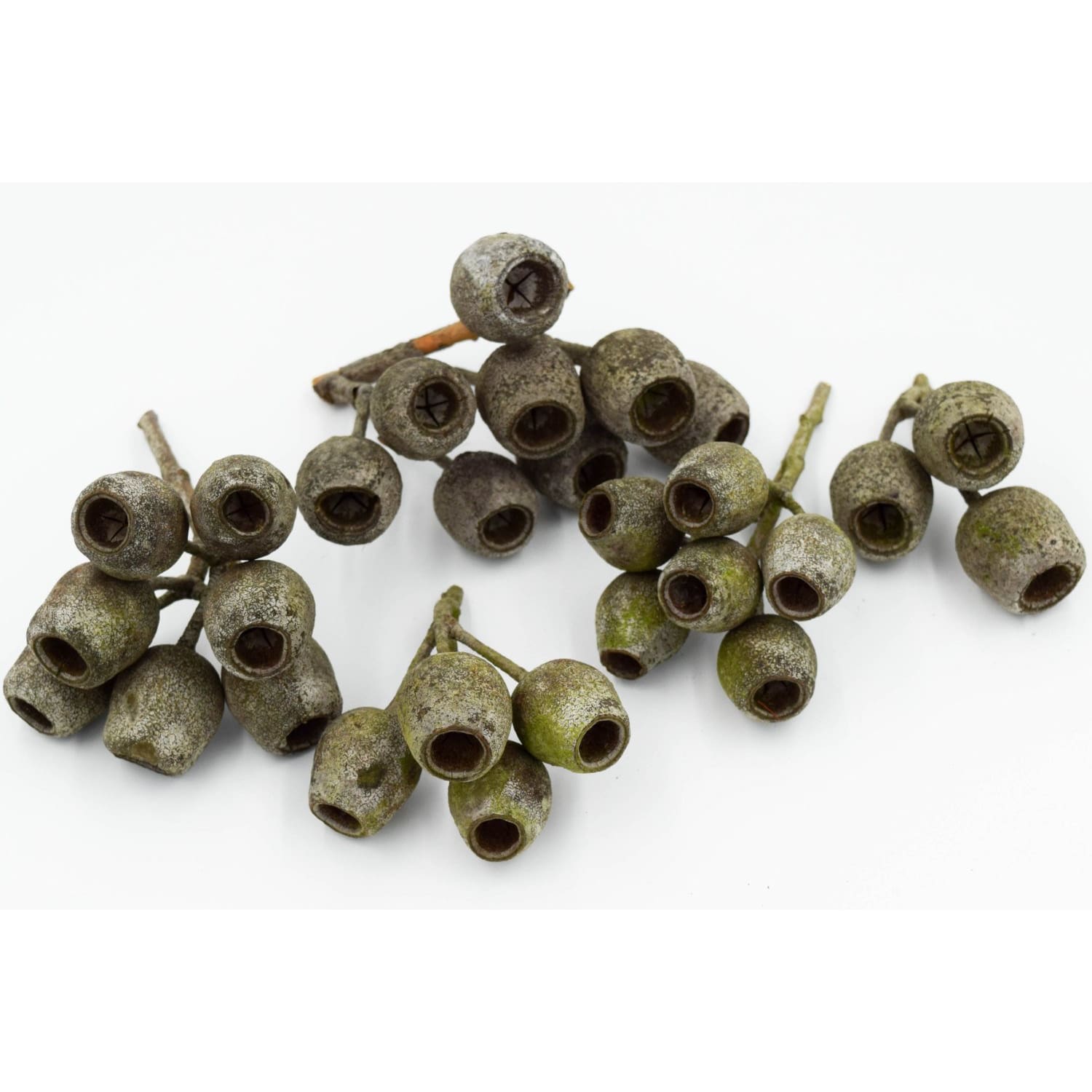 Large Australian Gumnuts (20 Pack) - Gumnuts