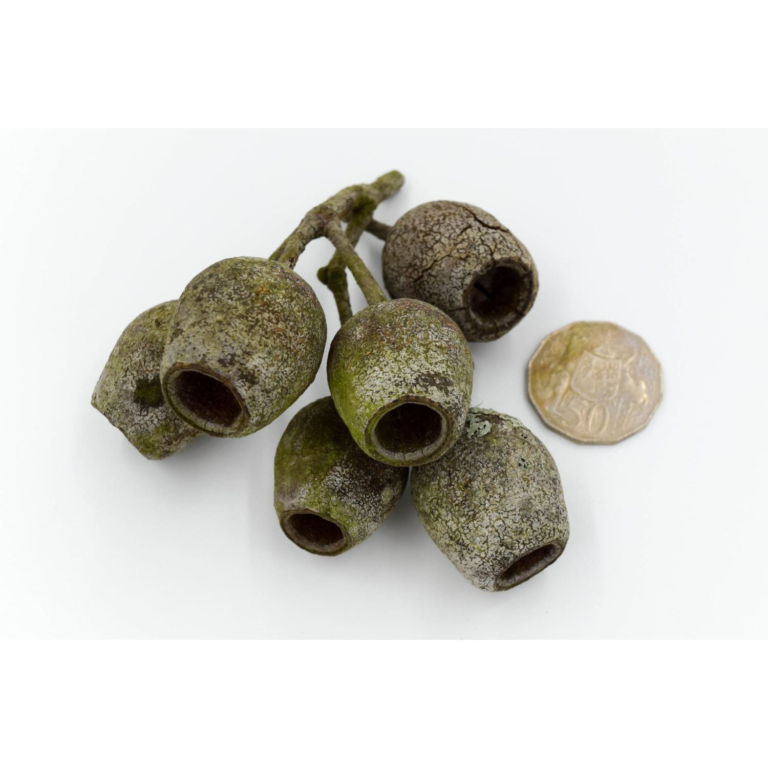 Large Australian Gumnuts (20 Pack) - Gumnuts