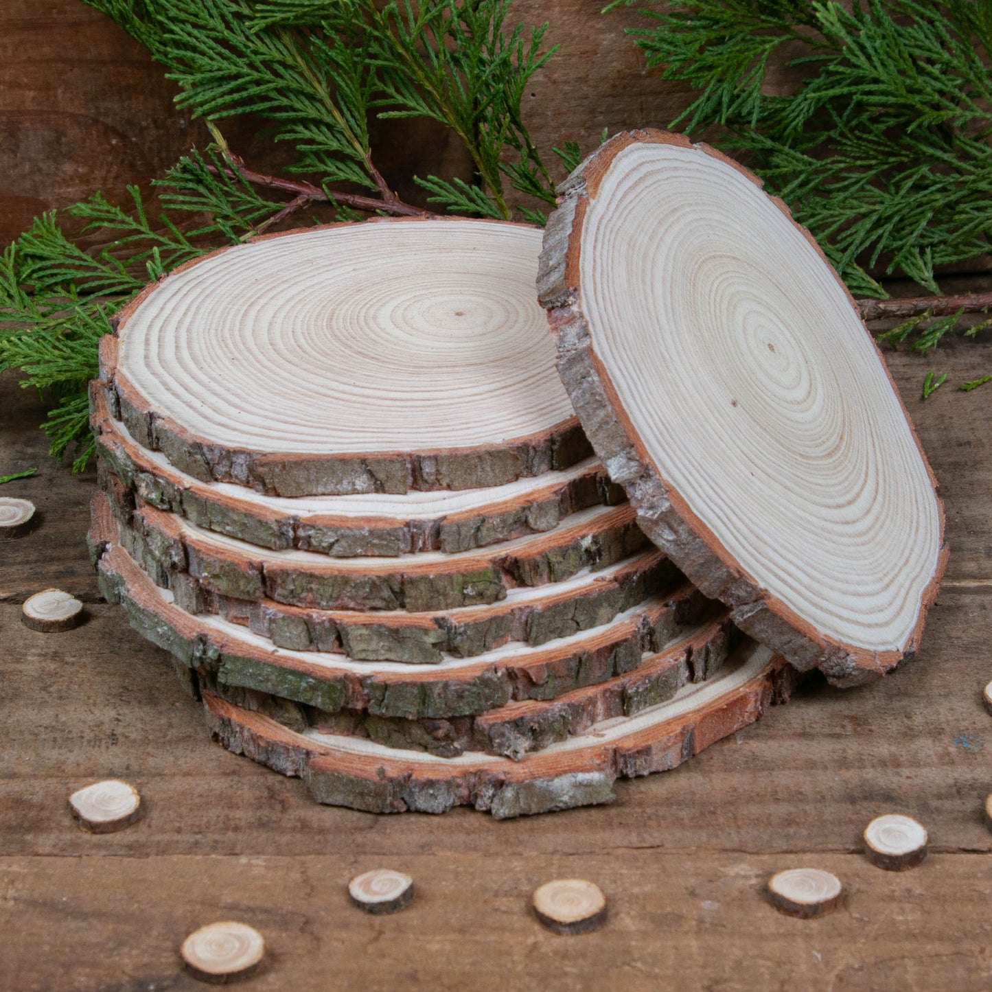 12 - 14 cm Wood slices (Pack of 10)