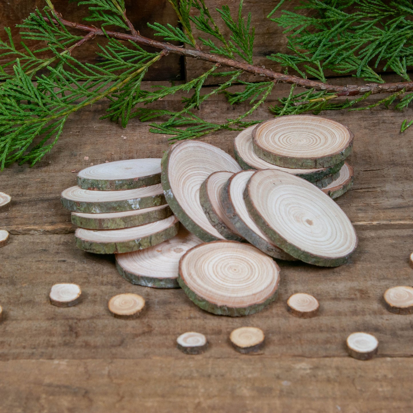 4 - 6 cm Wood slices (Pack of 10)