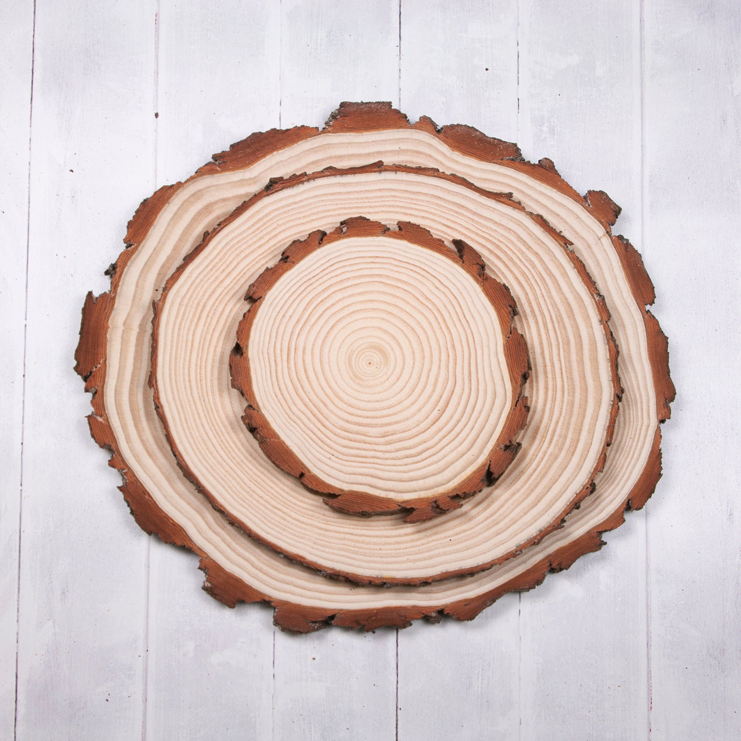 Pine Wood Slices - Sanded one side