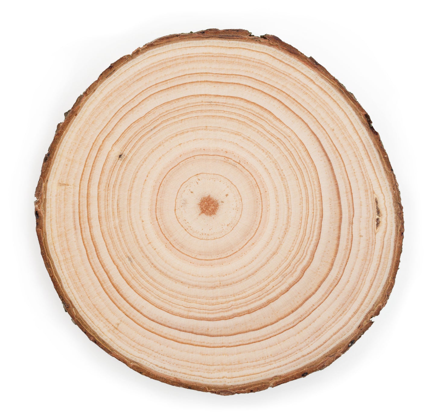 Sample Wood Slice