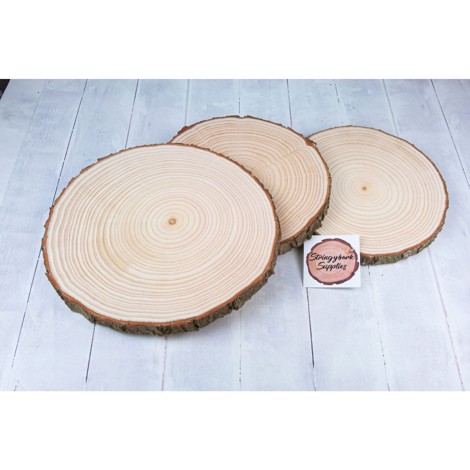 Pine Wood Slices - Sanded - Large wood slices